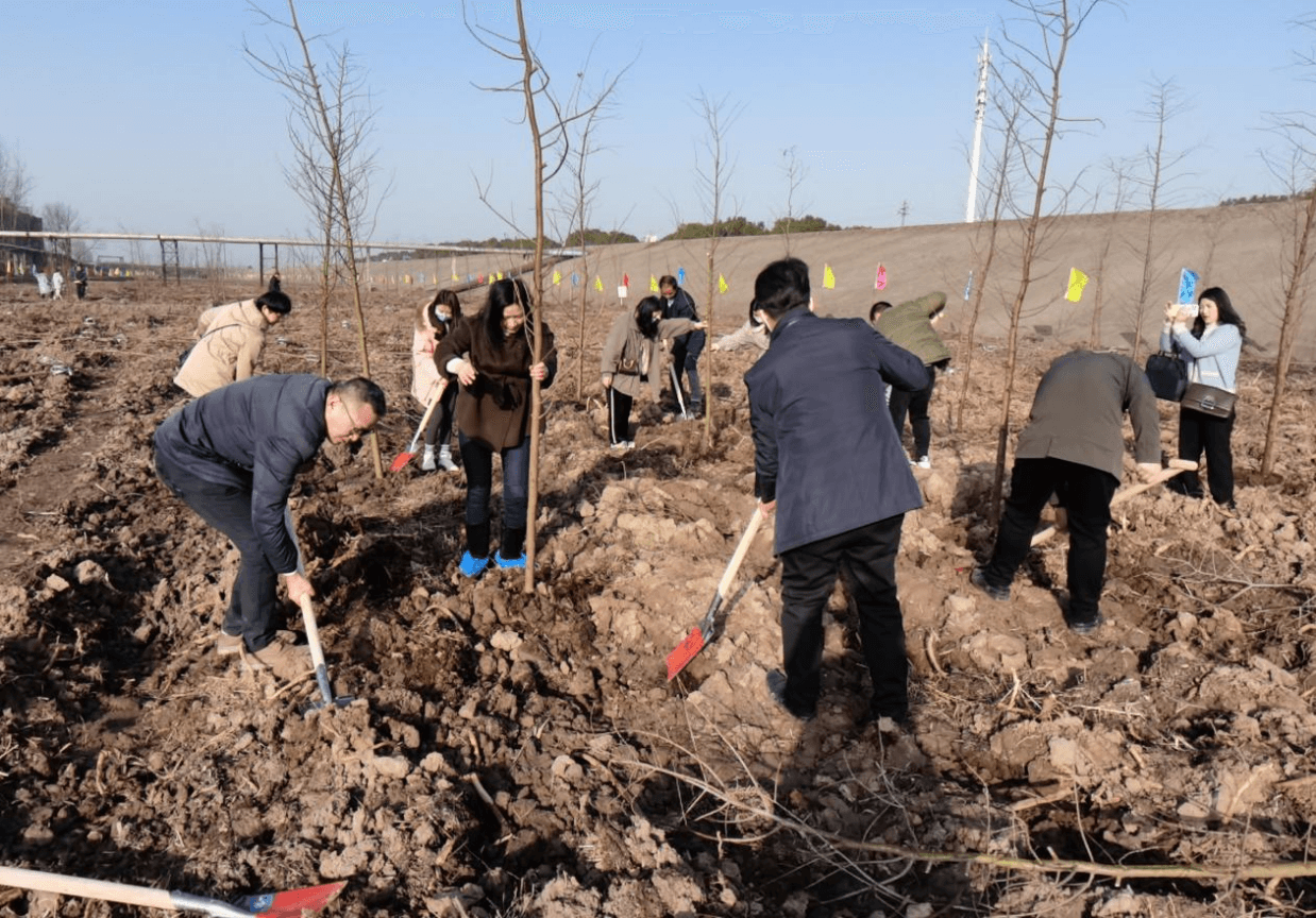 监利市侨联开展春季植树活动