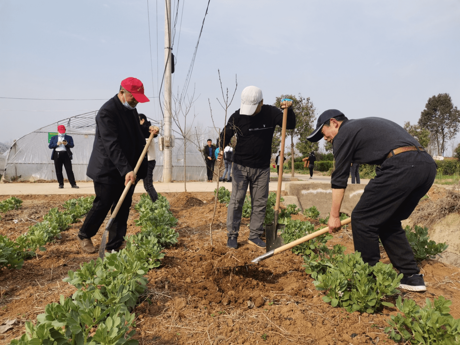 应城市侨界群众开展“同心造林  绿美应城”义务植树活动