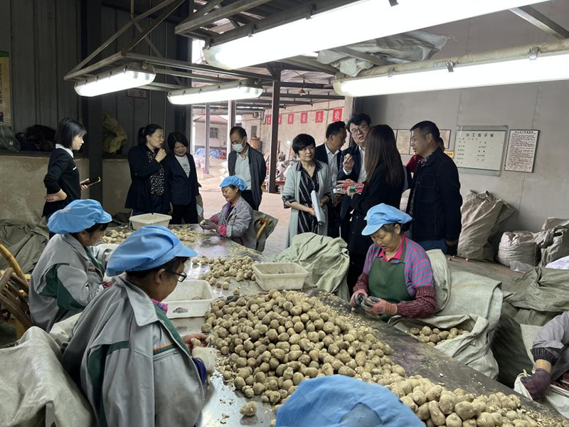 宜昌市侨界政协委员赴夷陵区调研涉农企业