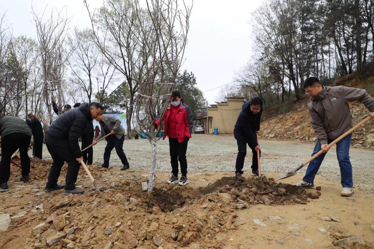 随州市曾都区侨联  凝心聚力共植最美“同心林”