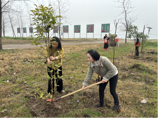 监利市侨联开展义务植树活动