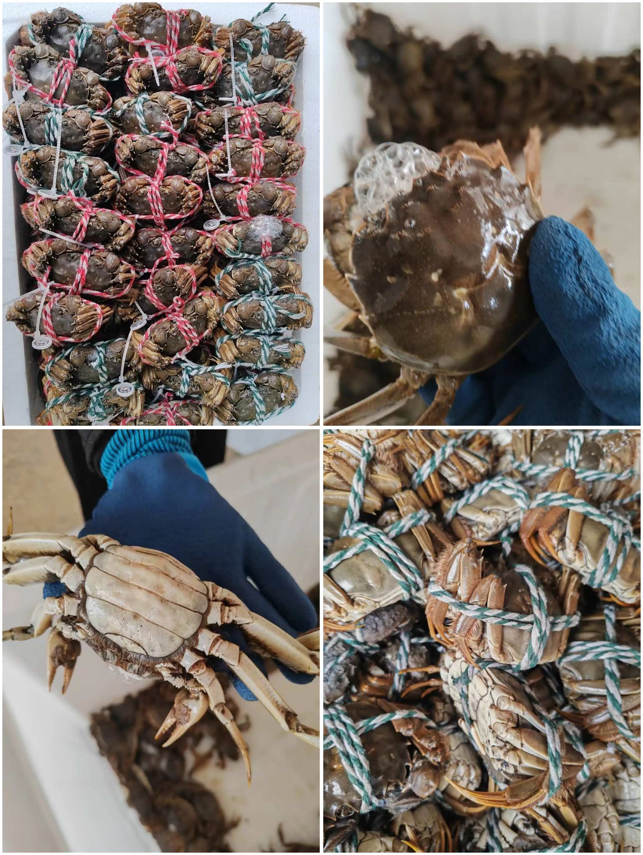 “侨助千企万品出海”——汉川河蟹稳定供应泰国，每周三班满载出口