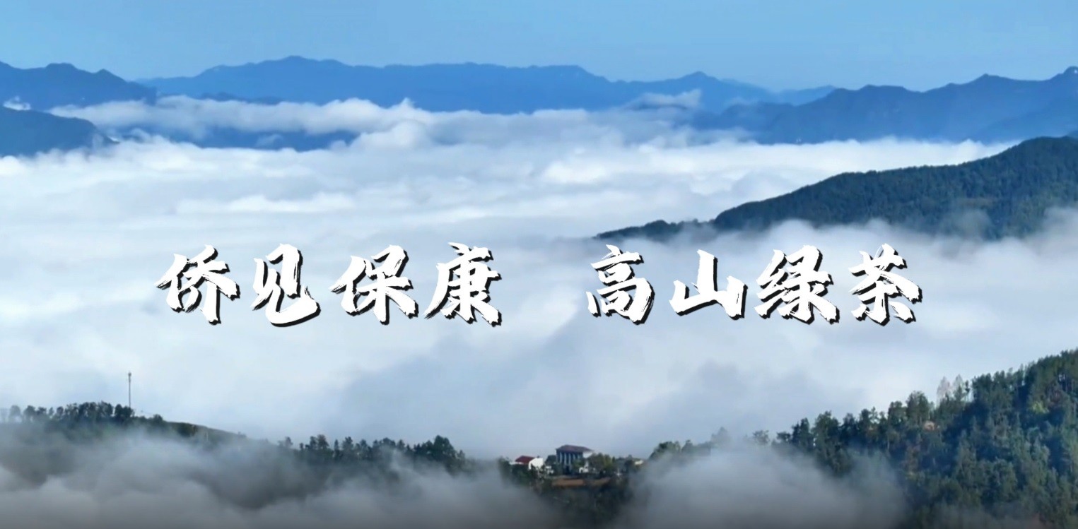 侨见保康-保康绿茶保健康